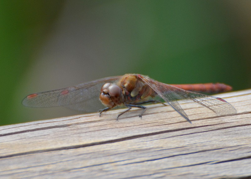 Sympetrum striolatum?