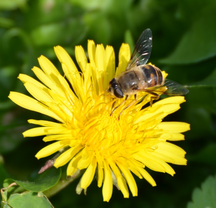 Syrphidae: Eristalis cfr tenax, femmina