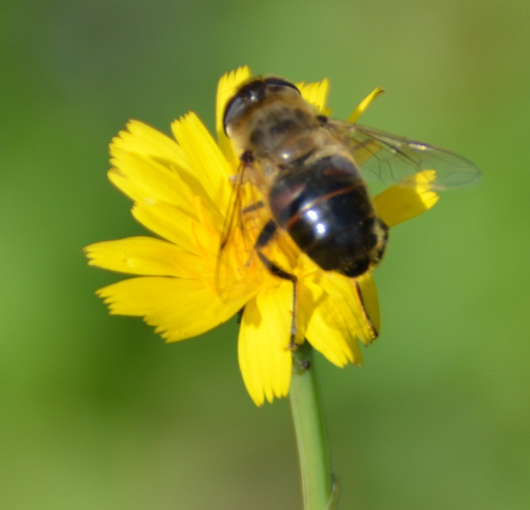 Syrphidae: Eristalis cfr tenax, femmina