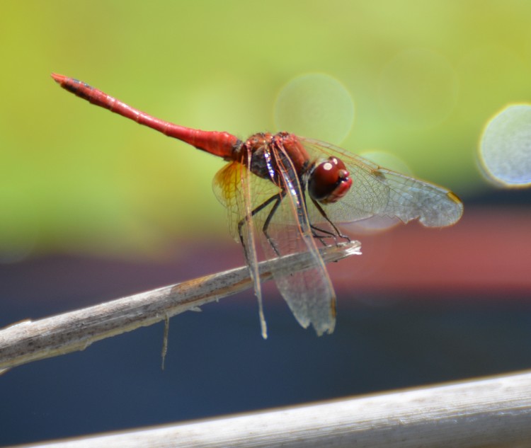 Sympetrum quale?  Sympetrum fonscolombii