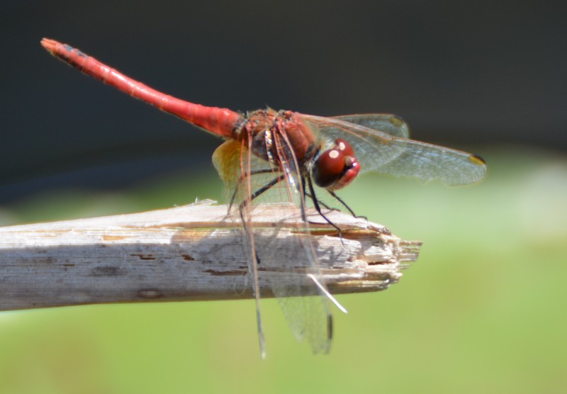 Sympetrum quale?  Sympetrum fonscolombii