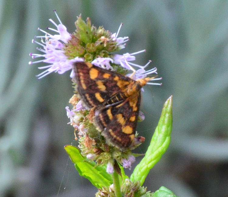 Piccola da identificare- Pyrausta purpuralis