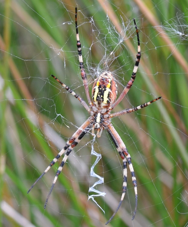 Argiope bruennichi - Seregno (MI)