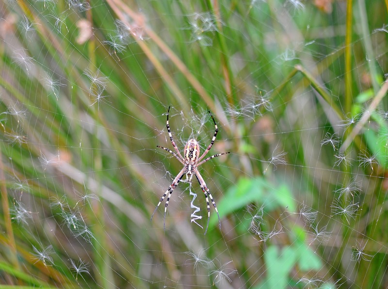 Argiope bruennichi - Seregno (MI)