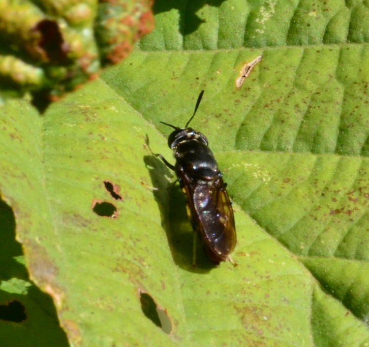 Hermetia illucens  (Stratiomyidae)