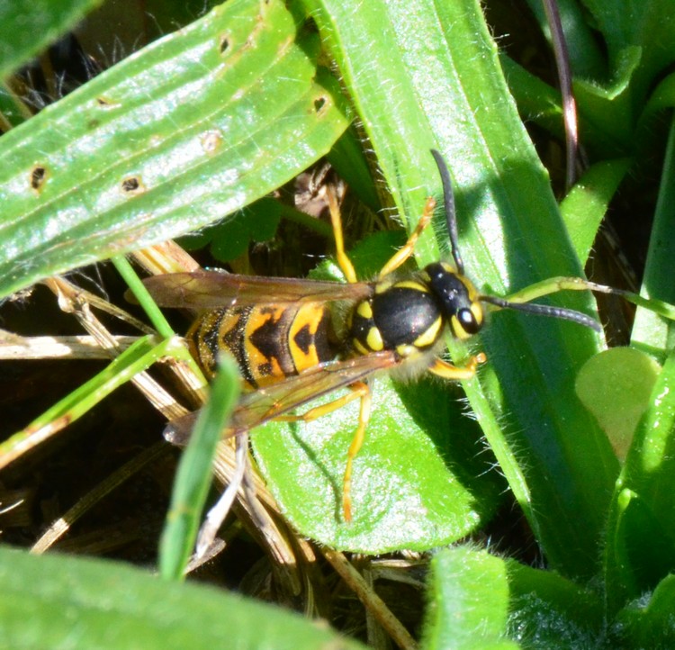 Vespula germanica?  S, femmina