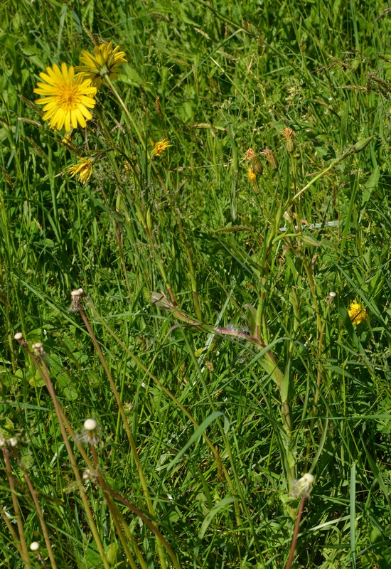 Tragopogon?