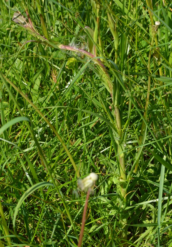 Tragopogon?