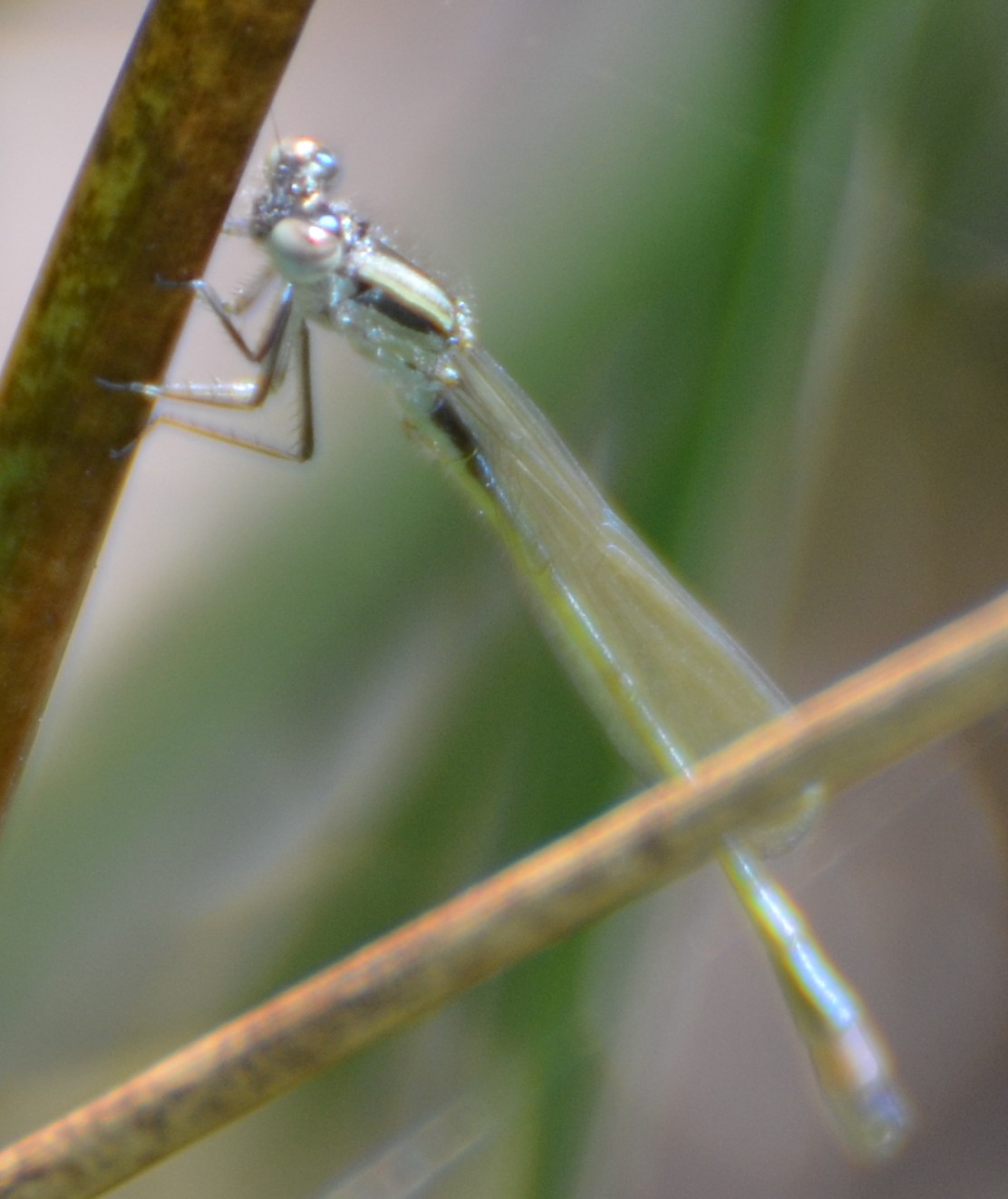 Ischnura elegans f. infuscans ? S, maschio