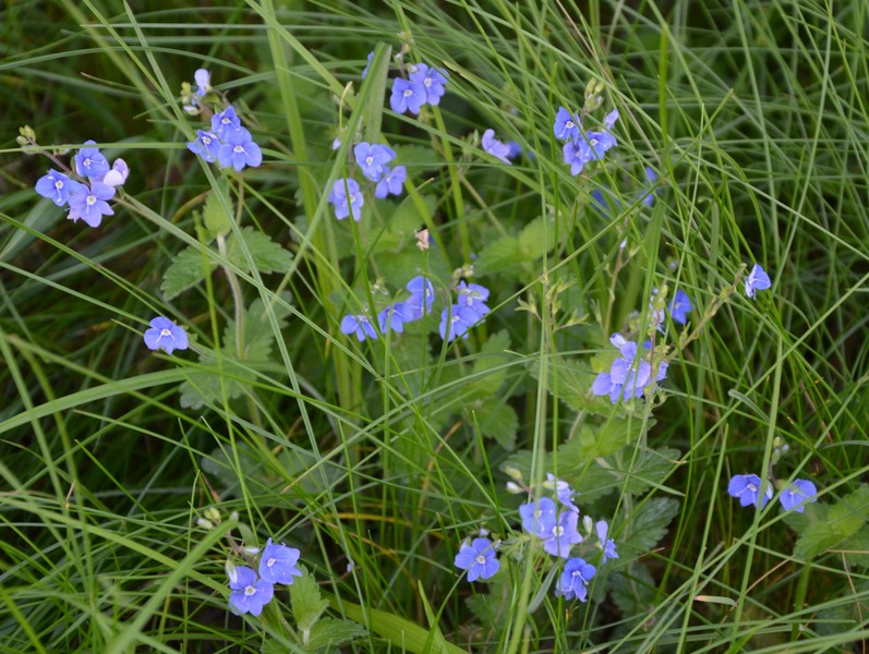 Veronica chamaedrys / Veronica comune