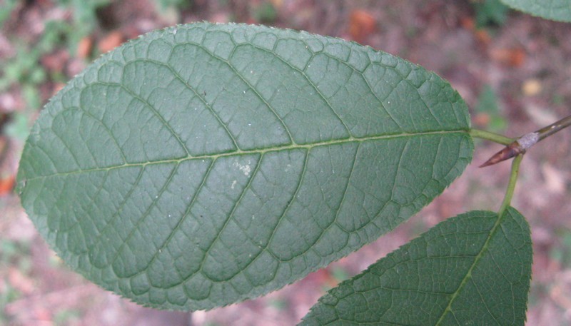 Prunus serotina / Ciliegio tardivo