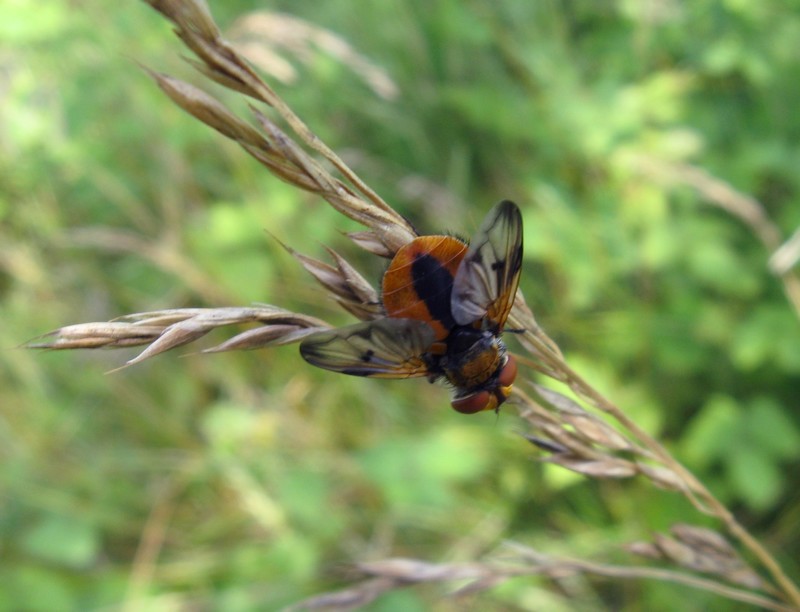 Ectophasia crassipennis (Tachinidae)