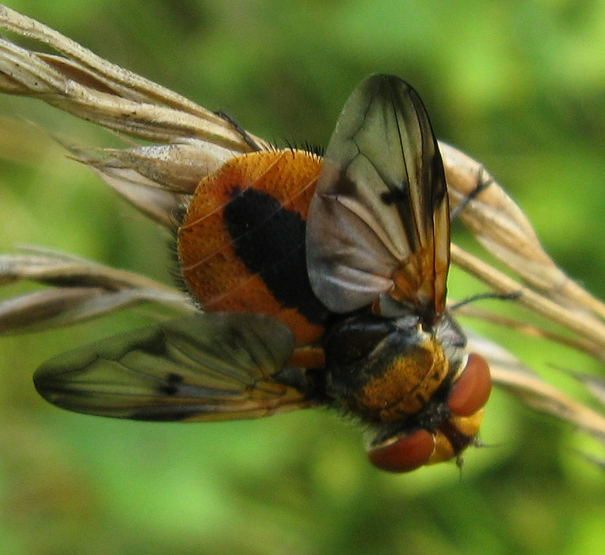 Ectophasia crassipennis (Tachinidae)