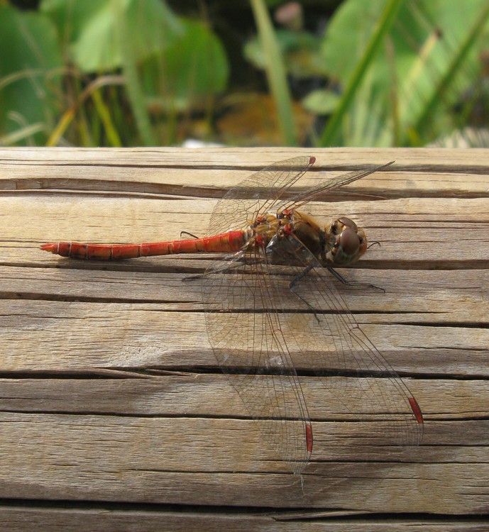 Sympetrum striolatum?