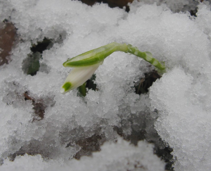 Le campan...elle di Primavera .