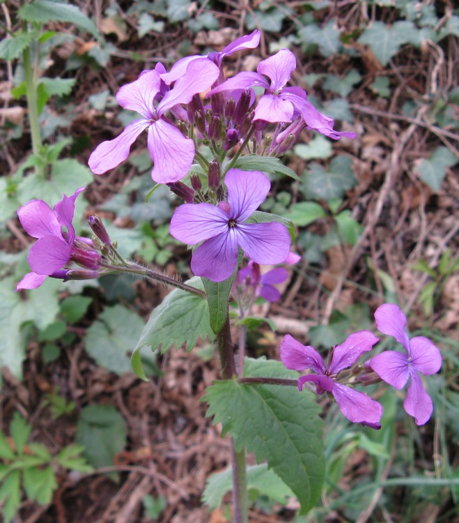 Lunaria annua