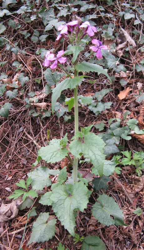 Lunaria annua