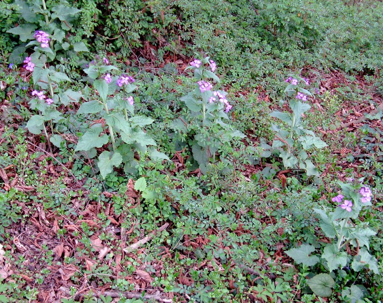 Lunaria annua