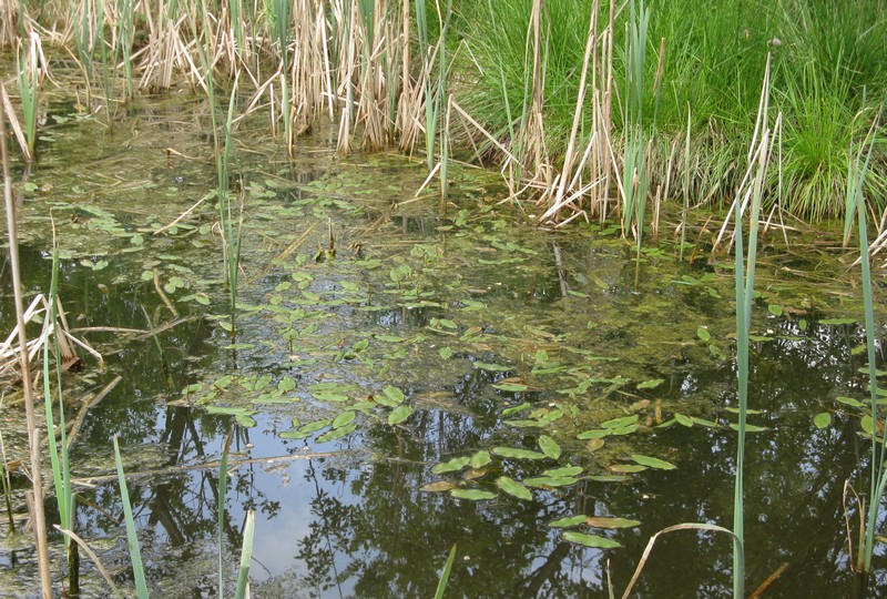 Potamogeton natans / Brasca comune