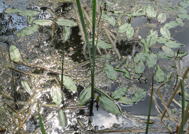 Potamogeton natans / Brasca comune