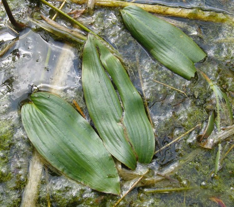 Potamogeton natans / Brasca comune