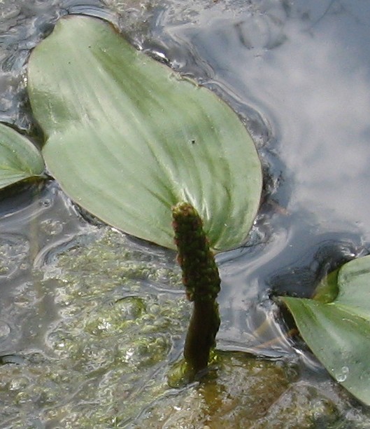 Potamogeton natans / Brasca comune