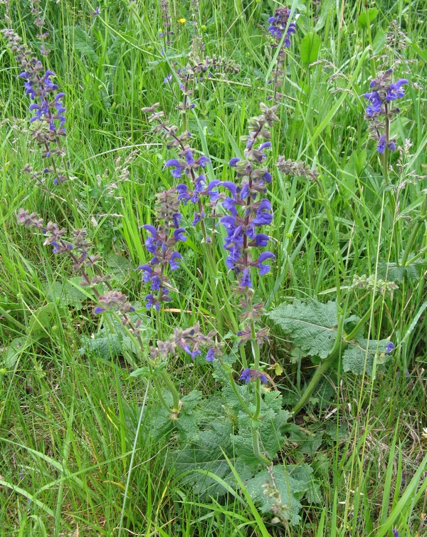 Salvia pratensis (Lamiaceae)