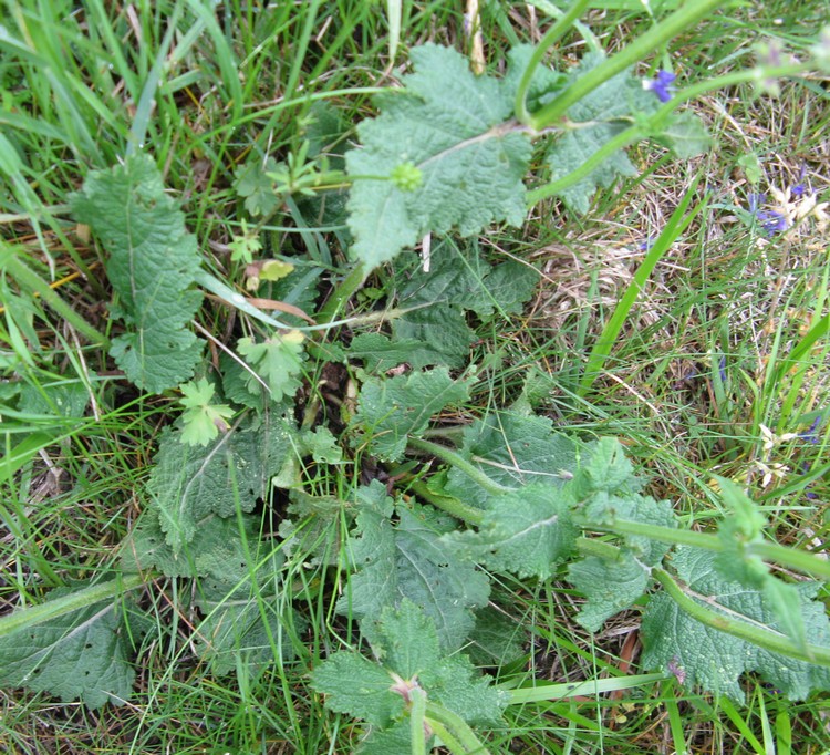 Salvia pratensis (Lamiaceae)