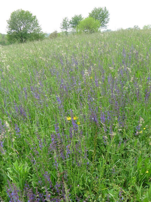 Salvia pratensis (Lamiaceae)