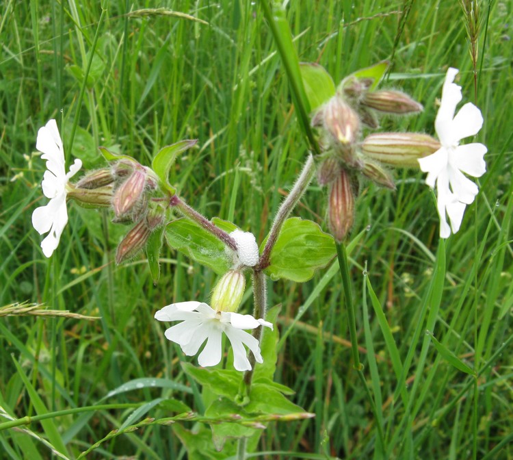 Silene alba