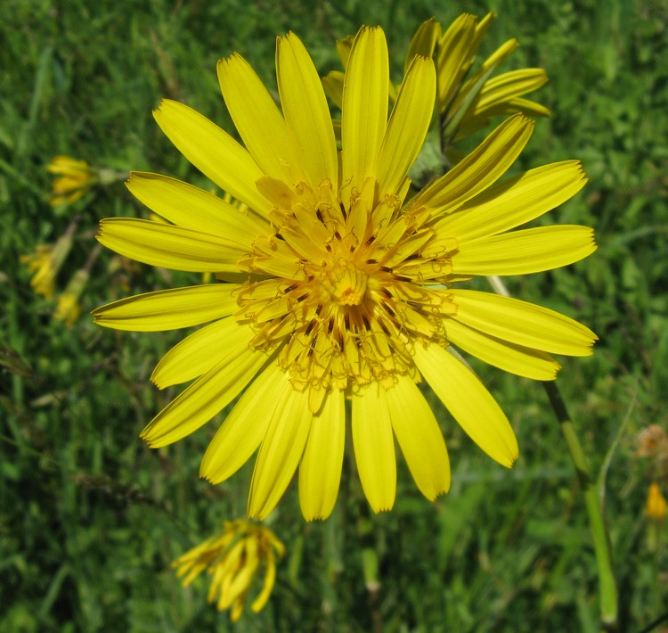 Tragopogon?