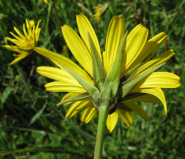 Tragopogon?