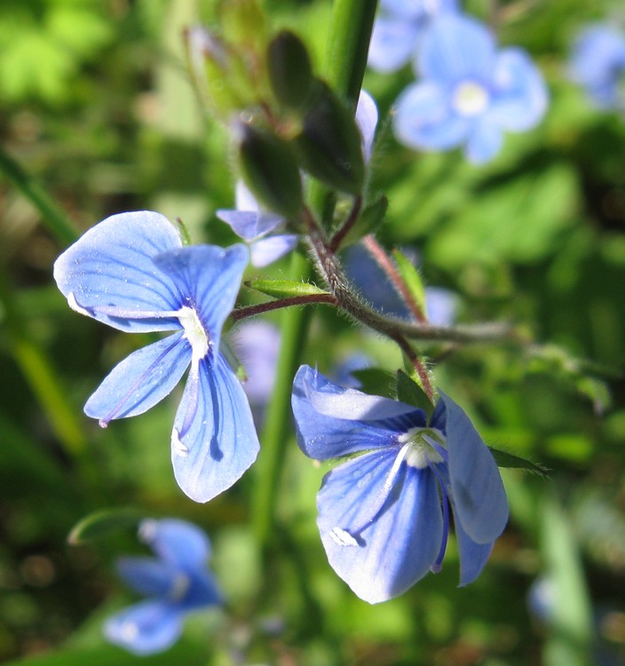 Veronica chamaedrys / Veronica comune