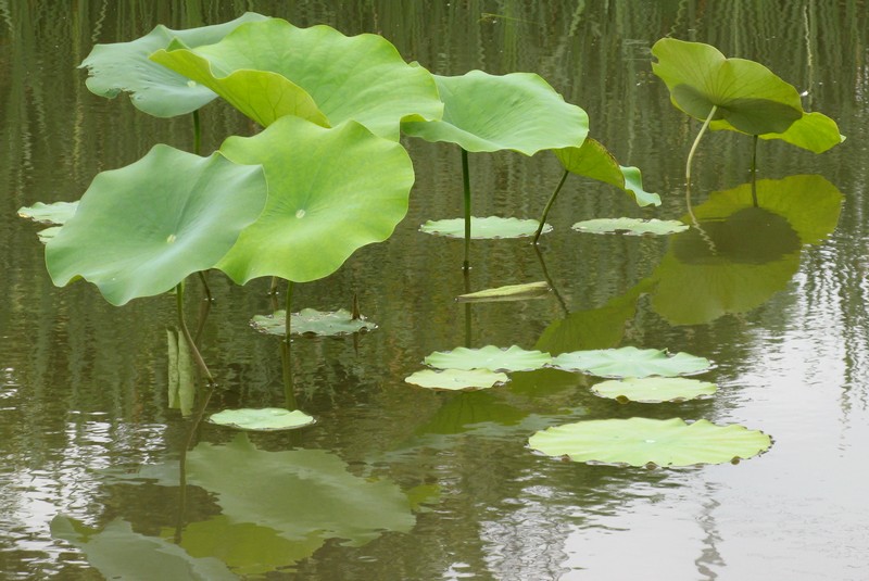 Fiori di loto e ninfee