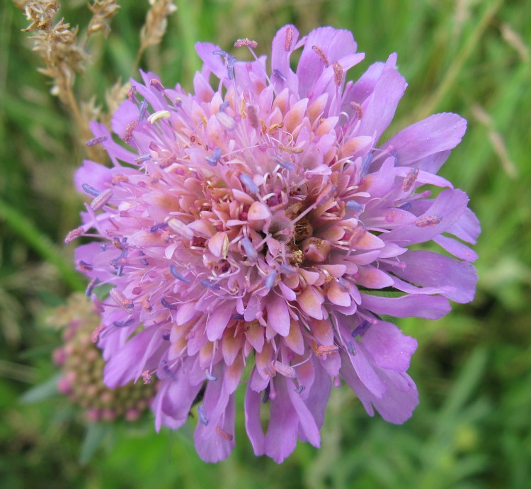 Valeriana? no, Caprifoliacea - Knautia arvensis ?