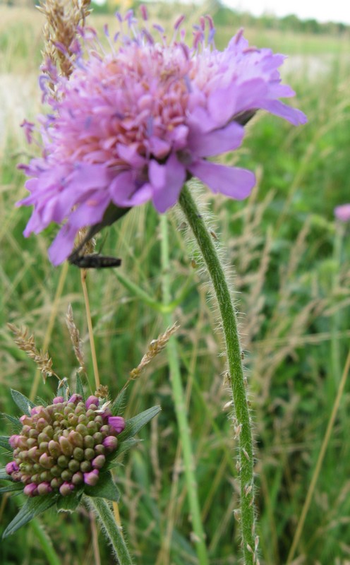 Valeriana? no, Caprifoliacea - Knautia arvensis ?