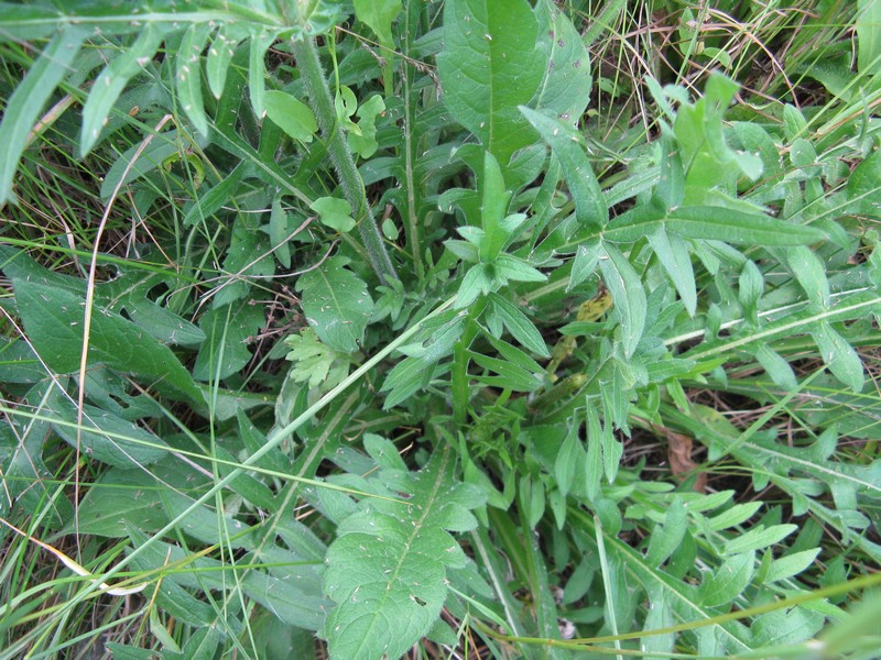 Valeriana? no, Caprifoliacea - Knautia arvensis ?