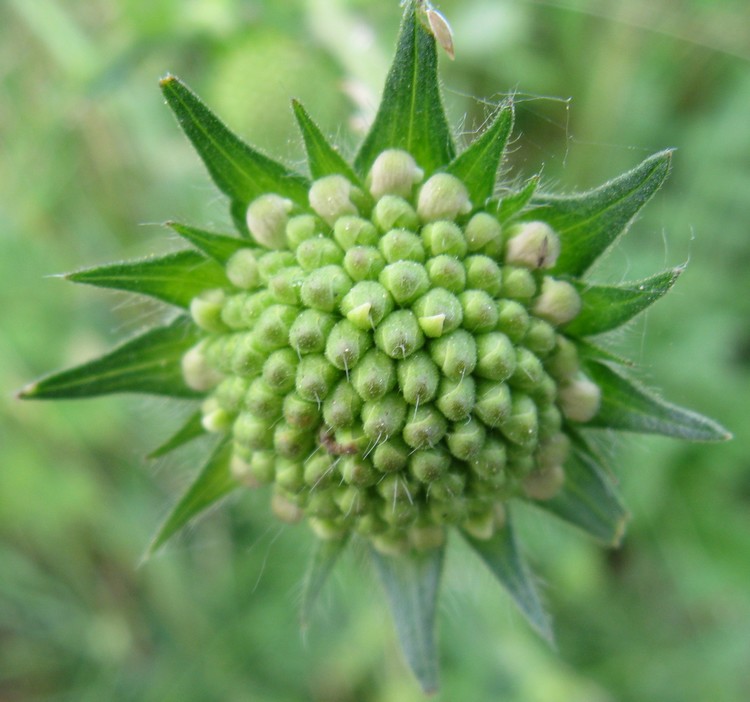 Valeriana? no, Caprifoliacea - Knautia arvensis ?