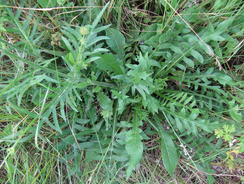 Valeriana? no, Caprifoliacea - Knautia arvensis ?