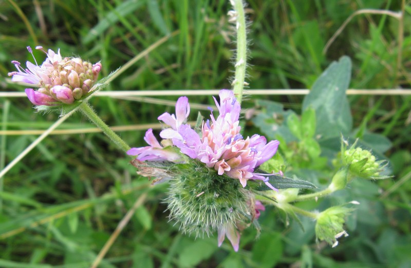 Valeriana? no, Caprifoliacea - Knautia arvensis ?