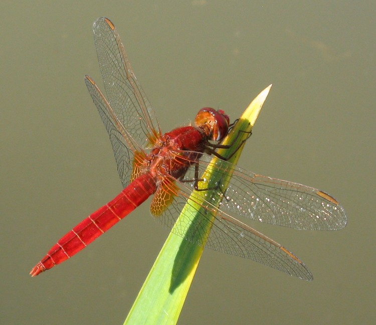 Laghetto di Seregno 3: Crocothemis erythraea maschio