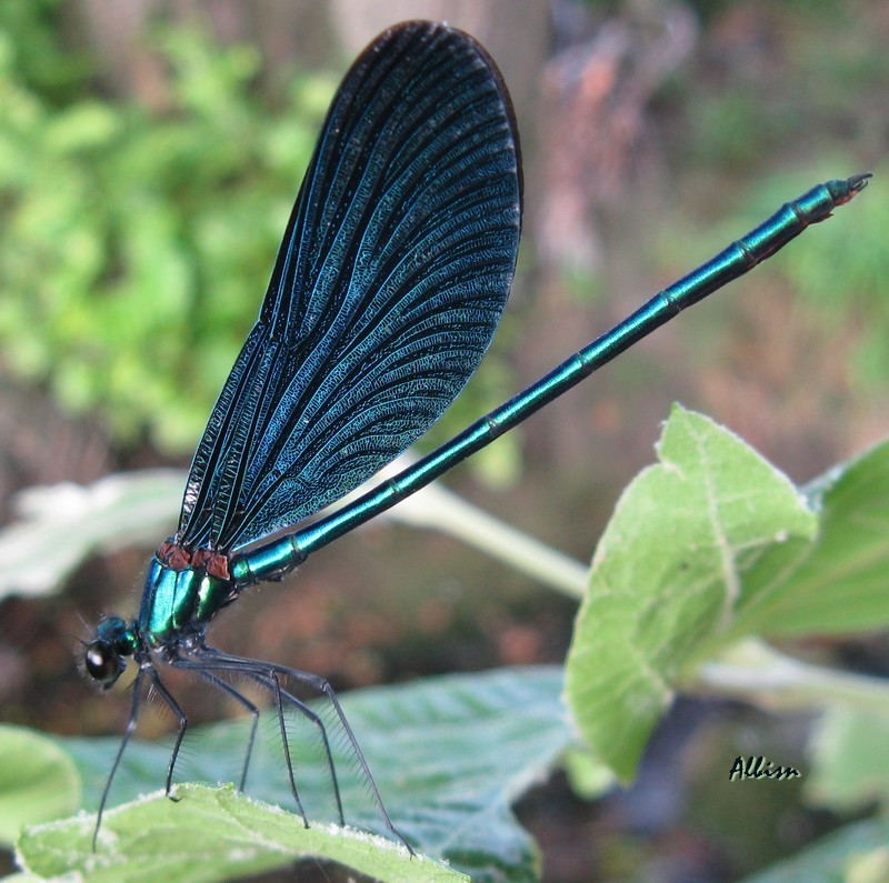 Calopteryx  virgo sulla bevera