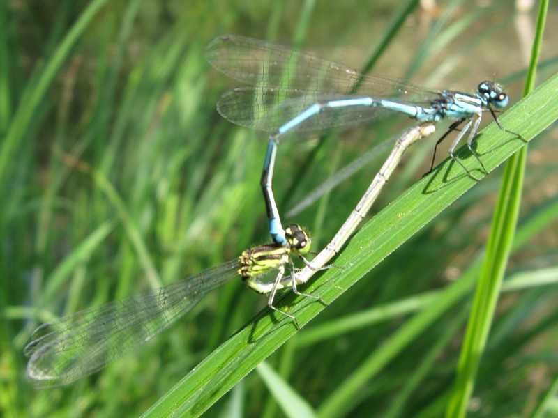 Coenagrion? - S, puella