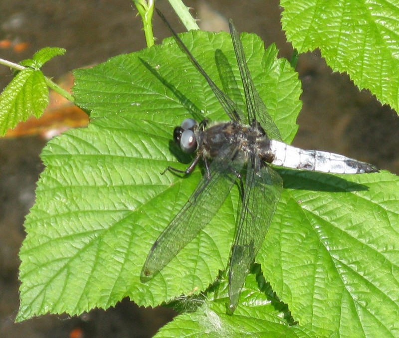 Questa non la so - Libellula fulva (maschio)