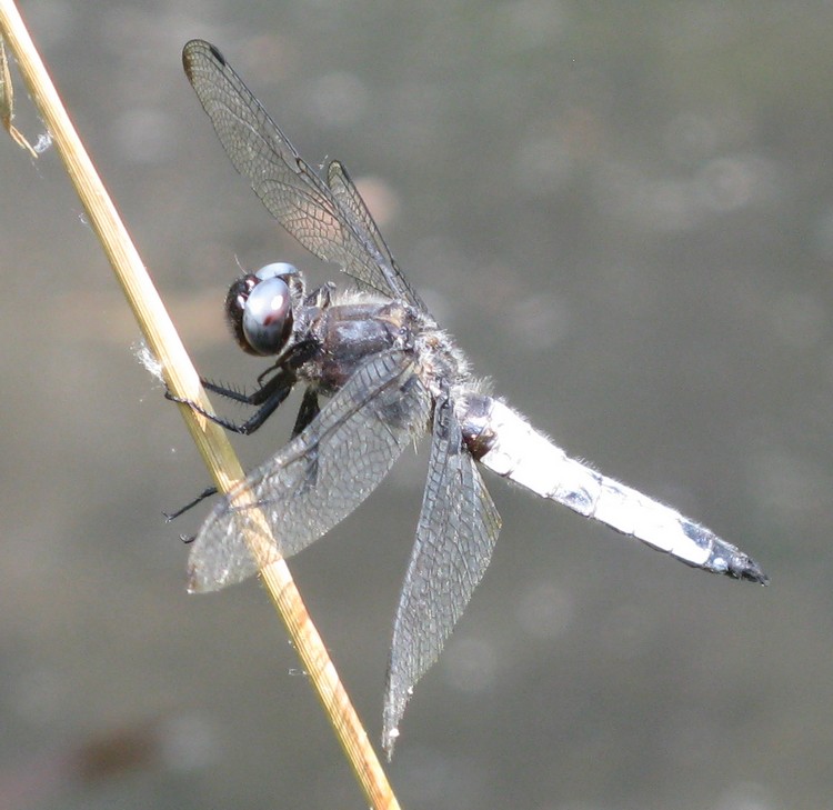 Questa non la so - Libellula fulva (maschio)