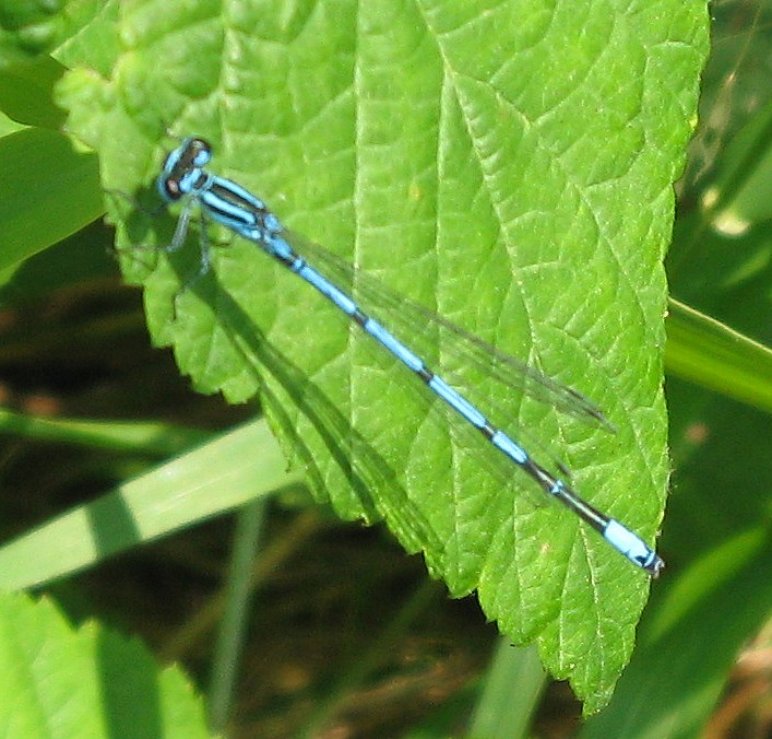 Coenagrion? - S, puella