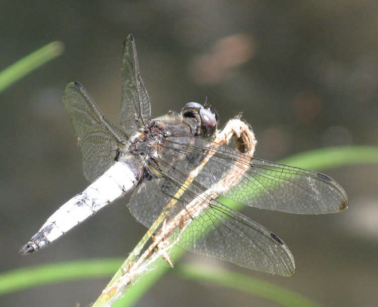 Questa non la so - Libellula fulva (maschio)