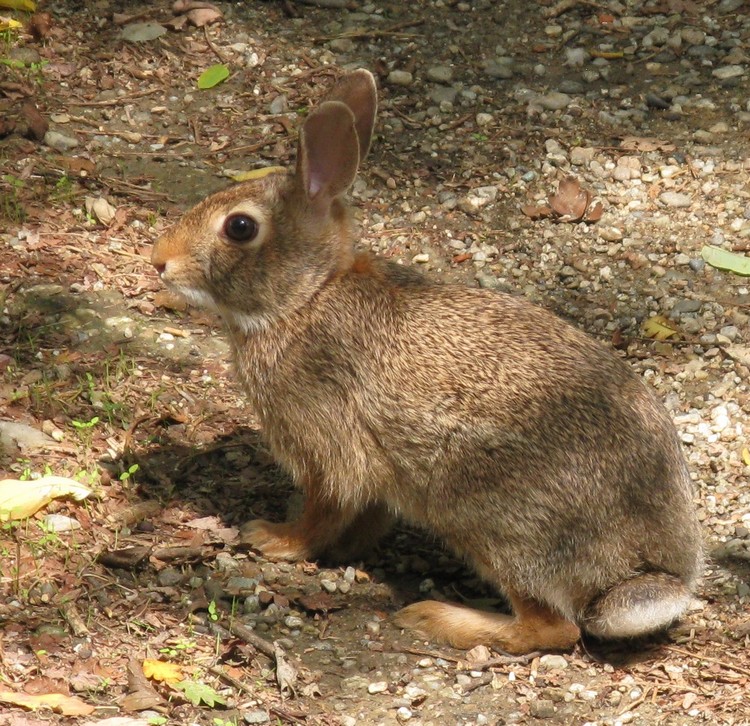 Minilepre o coniglio selvatico?