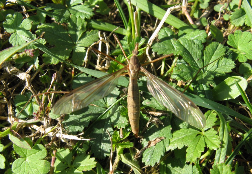 Tipula sp., femmina