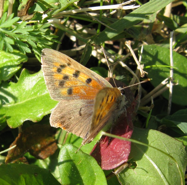 Piccolissima e nuova per me - Lycaena phlaeas, Lycaenidae